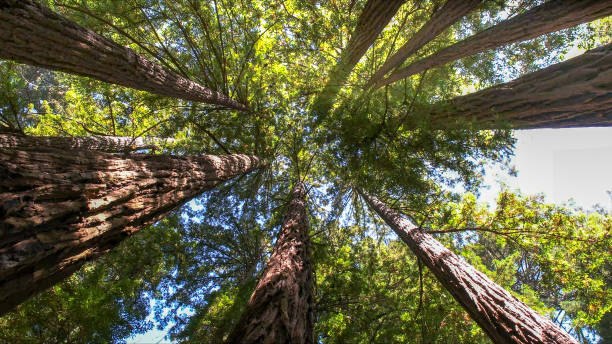Trusted Manor, TX Tree Removal Experts