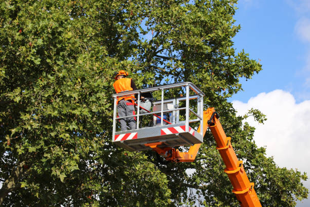 Lawn Maintenance Plans in Manor, TX