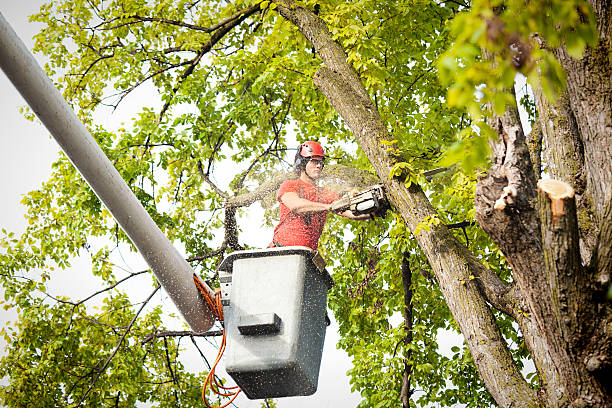 Leaf Removal in Manor, TX
